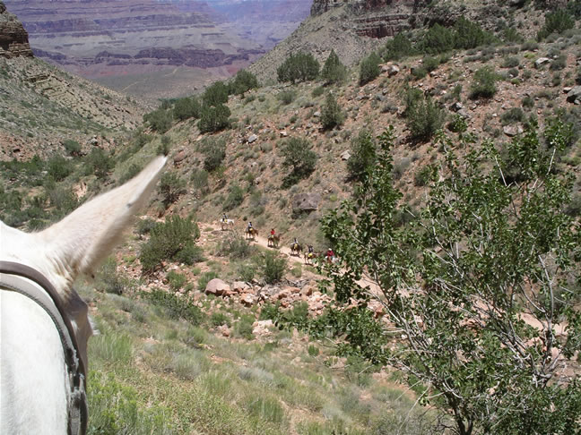 images/A-Mule Ride- returning to the Rim (18).jpg